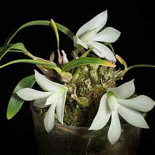 Dendrobium prasinum unspecified picture