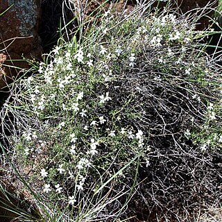 Jamesbrittenia tysonii unspecified picture