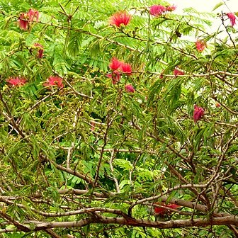 Calliandra purdiaei unspecified picture