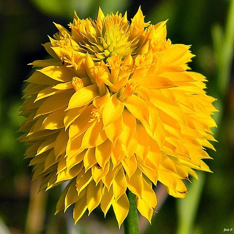 Polygala rugelii unspecified picture