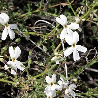 Jamesbrittenia tysonii unspecified picture