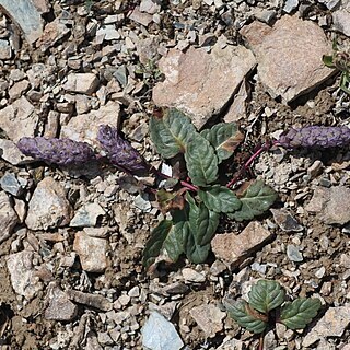 Lagotis decumbens unspecified picture