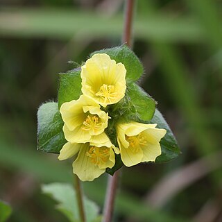 Malachra ruderalis unspecified picture