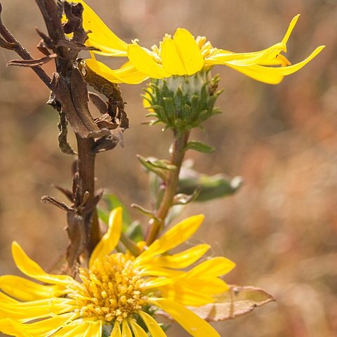 Clara stricta unspecified picture