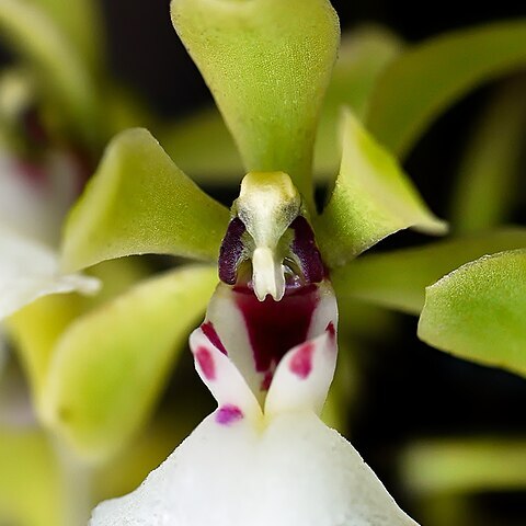 Smithsonia viridiflora unspecified picture