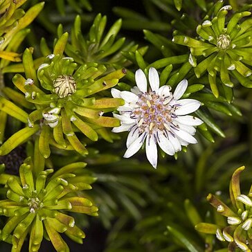 Olearia ballii unspecified picture