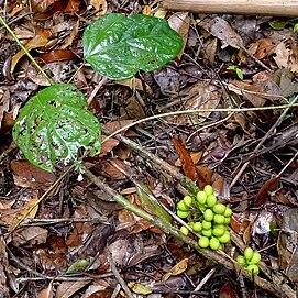 Chondrodendron platiphyllum unspecified picture