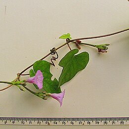 Ipomoea cynanchifolia unspecified picture