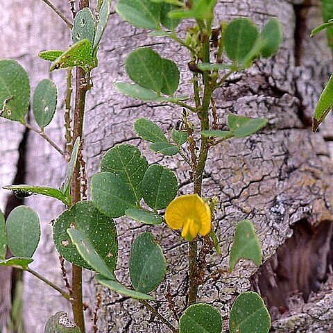 Poiretia punctata unspecified picture