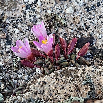 Lewisia disepala unspecified picture