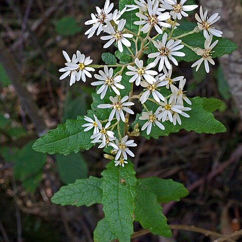 Olearia rugosa unspecified picture