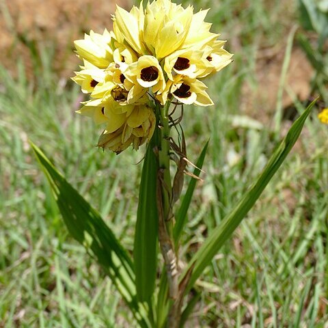 Eulophia mechowii unspecified picture