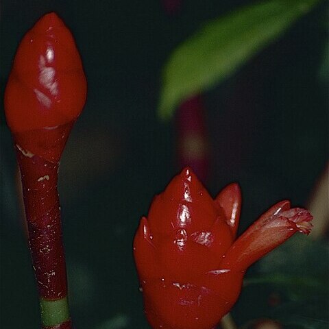 Costus erythrothyrsus unspecified picture