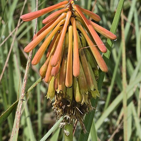 Kniphofia laxiflora unspecified picture