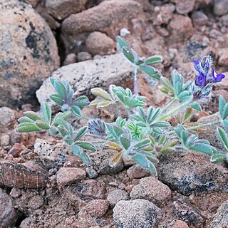 Lupinus brevicaulis unspecified picture