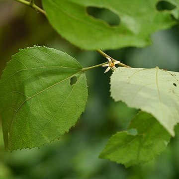 Grewia helicterifolia unspecified picture