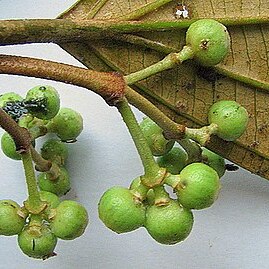 Miconia holosericea unspecified picture