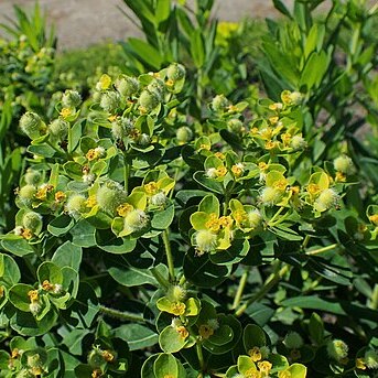 Euphorbia valdevillosocarpa unspecified picture