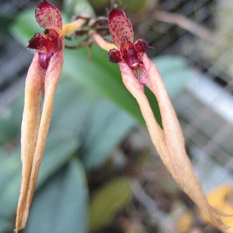 Bulbophyllum pseudopicturatum unspecified picture