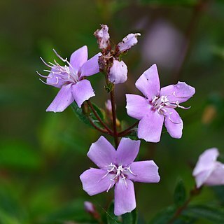 Tibouchina aspera unspecified picture