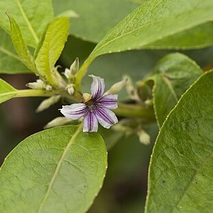 Scaevola mollis unspecified picture