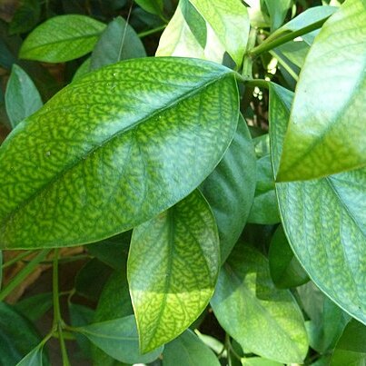 Garcinia gerrardii unspecified picture