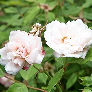 Rosa x odorata unspecified picture