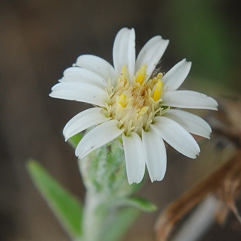 Noticastrum gnaphalioides unspecified picture