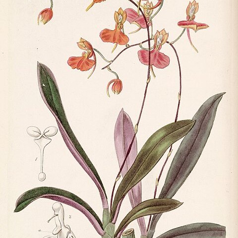 Comparettia coccinea unspecified picture