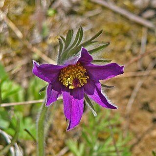 Pulsatilla vulgaris unspecified picture