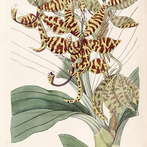 Cycnoches pentadactylon unspecified picture