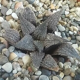 Haworthia mirabilis var. paradoxa unspecified picture