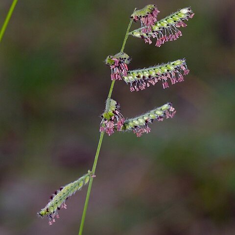 Brachiaria serrata unspecified picture