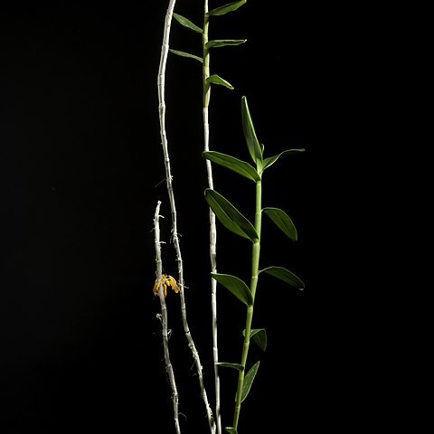 Dendrobium tiongii unspecified picture