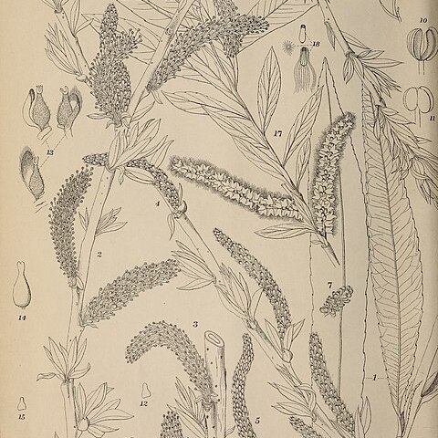 Salix miyabeana unspecified picture