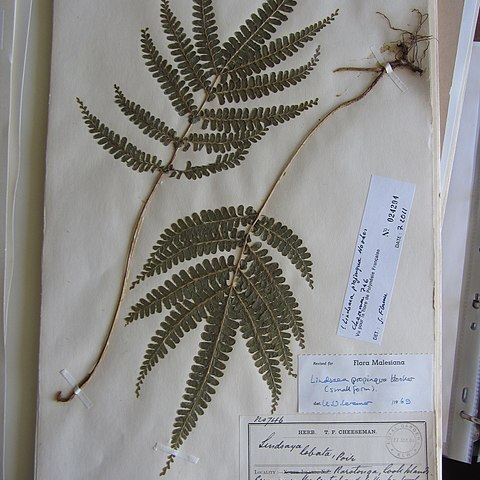 Lindsaea cultrata unspecified picture