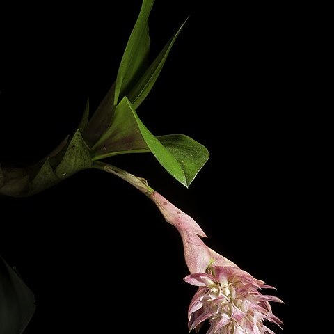 Bulbophyllum hamelinii unspecified picture