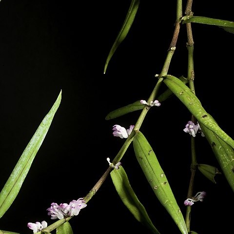 Trichoglottis latisepala unspecified picture