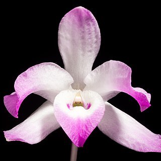 Dendrobium linawianum unspecified picture