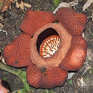 Rafflesia baletei unspecified picture