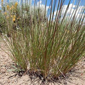 Stipa nelsonii unspecified picture