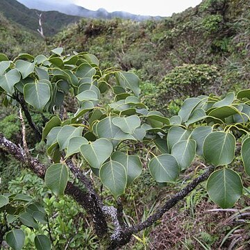 Zanthoxylum oahuense unspecified picture