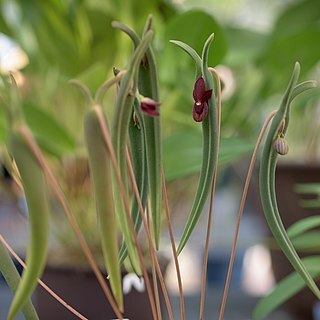 Pleurothallis dilemma unspecified picture