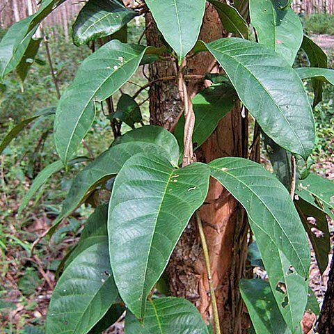 Odontadenia lutea unspecified picture