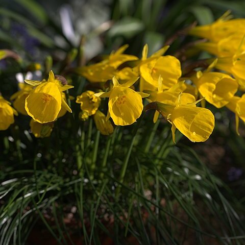 Narcissus obesus unspecified picture