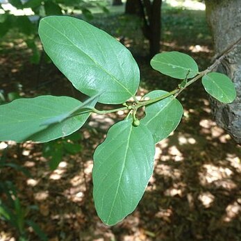 Berchemia zeyheri unspecified picture