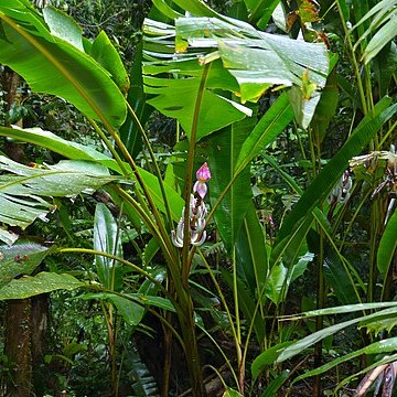 Musa campestris unspecified picture