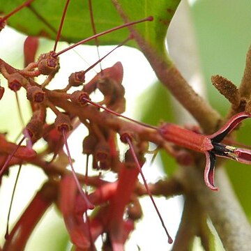 Helixanthera unspecified picture