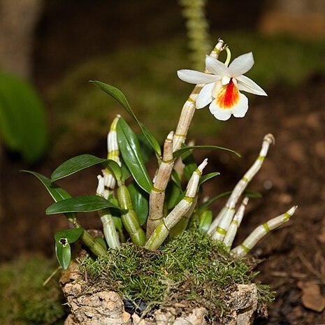 Dendrobium christyanum unspecified picture