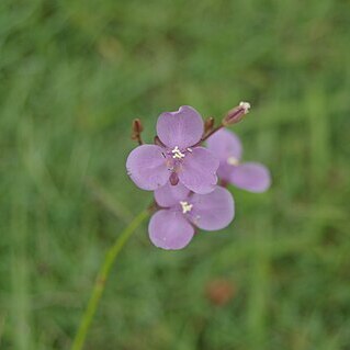 Murdannia graminea unspecified picture